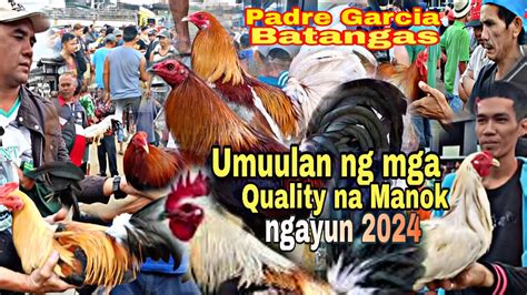 quality na manok panabong|EP: 16 Umuulan ng mga Quality na Manok ngayung 2024 .